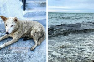«Помогите нам!»: после массированных атак беспилотников Туапсе терпит экологическое бедствие — на город пролились «нефтяные» дожди