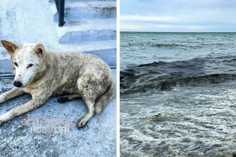 «Помогите нам!»: после массированных атак беспилотников Туапсе терпит экологическое бедствие — на город пролились «нефтяные» дожди
