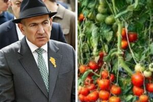 «Европа кинула армян»: ЕС отказался от армянских помидоров — теперь десятки тонн томатов гниют на родных полях